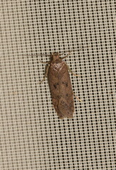 Bryotropha terrella