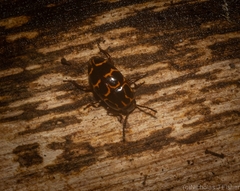 Episcaphula tamburinea