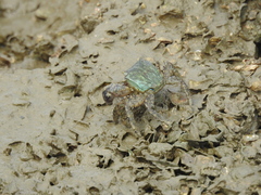 Metopograpsus quadridentatus