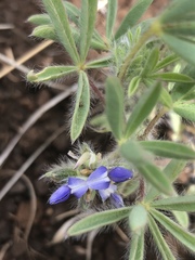 Lupinus kingii