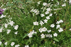 Achillea erba-rotta