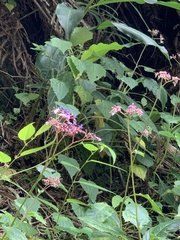 Hydrangea densifolia