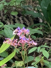 Hydrangea densifolia