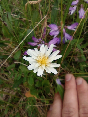 Image of Taraxacum arcticum by no rights reserved