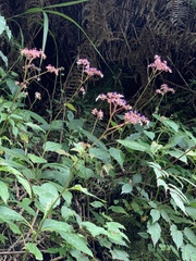 Hydrangea densifolia