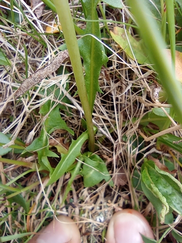 Image of Taraxacum arcticum by no rights reserved