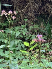 Hydrangea densifolia
