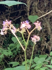 Hydrangea densifolia