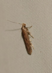 Bryotropha terrella