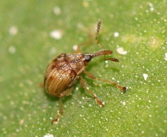 Nanophyinae