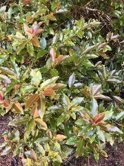 Ilex pedunculosa
