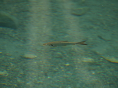 Systomus orphoides