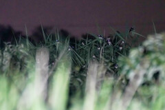 Hirundo rustica gutturalis