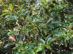 Ilex pedunculosa