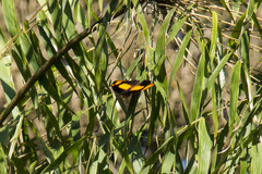 Catonephele sabrina
