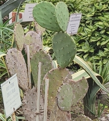 Opuntia discata