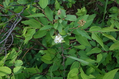 Spiraea chamaedryfolia