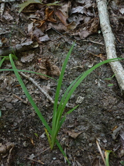 Iris verna