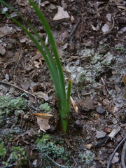 Iris verna