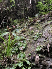 Conandron ramondioides