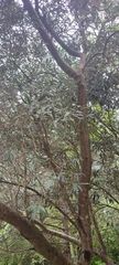 Olea europaea