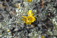 Senna artemisioides helmsii