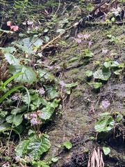 Conandron ramondioides