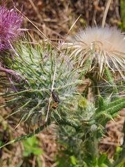 Heliophanus