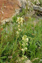 Pedicularis tuberosa