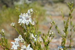 Prostanthera striatiflora