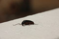 Cebrio