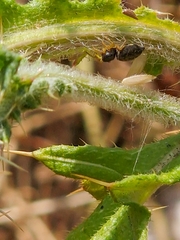 Heliophanus