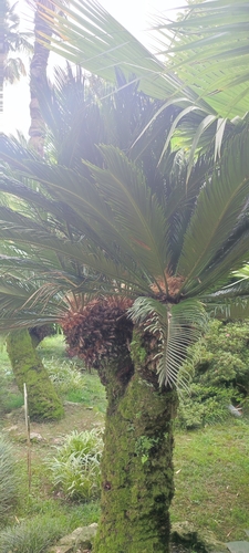 Bujadovac (Cycas revoluta)