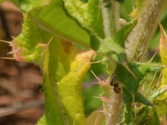 Heliophanus