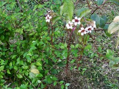 Strophanthus preussii