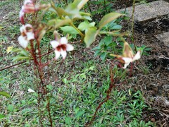 Strophanthus preussii