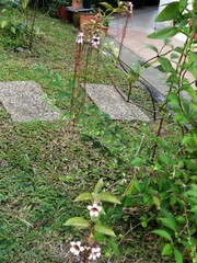 Strophanthus preussii