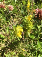 Rhinanthus glacialis