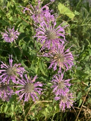 Monarda fistulosa