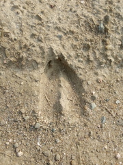 Odocoileus virginianus borealis