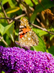 Vanessa cardui