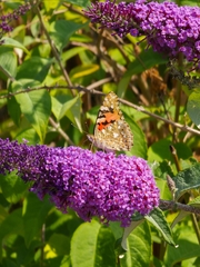 Vanessa cardui