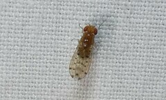 Drosophila guttifera