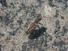 Cicindela limbata labradorensis