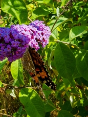 Vanessa cardui