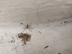 Anyphaena accentuata