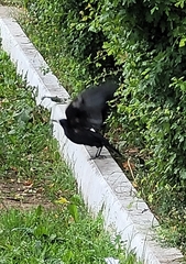 Corvus frugilegus