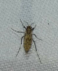 Chaoborus punctipennis