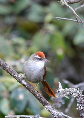 Cranioleuca antisiensis