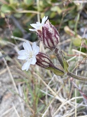 Silene involucrata